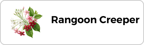 Rangoon Creeper